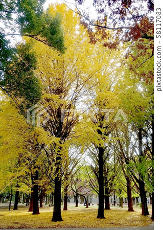 Ginkgo in the Hana Park, dyed yellow 58117083