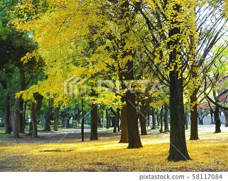 Ginkgo in the Hana Park, dyed yellow Ginkgo in the Hana Park, dyed yellow 58117084