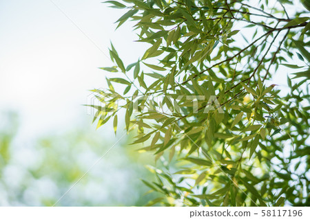 A beautiful willow leafs ang twigs lighted by summer sun 58117196