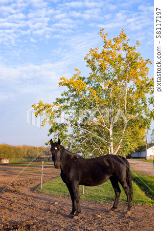 Black horse in autumn, Hortobagy, Hungary 58117197