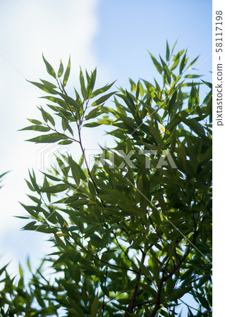 A green willow leafs in front of blue sky backgroung 58117198