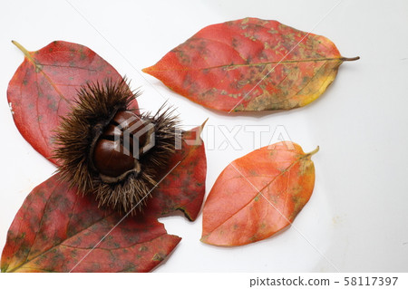 秋天栗子 58117397