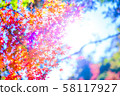 紅色秋葉素材 58117927