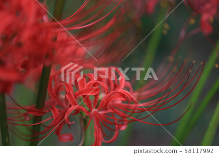 普通話花_2 普通話花_2 58117992