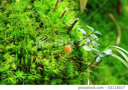 Moss and mushrooms 58118027