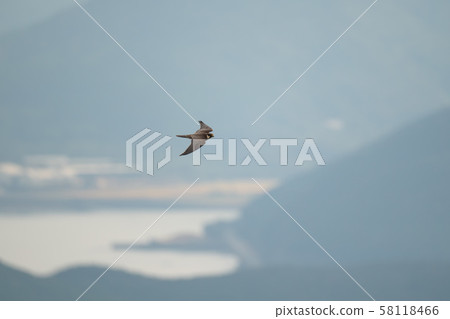 大崎崎和志高獵鷹的遷徙03 58118466