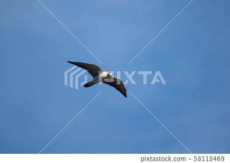 遊eg飛越Osezaki 02 58118469