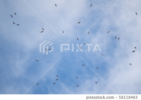 Osezaki Hachikuma's Hawk Pillar 01 58118483