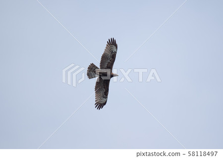 Hachikuma 04 flying over Osezaki Hachikuma 04 flying over Osezaki 58118497