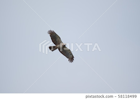 Hachikuma 05 flying over Osezaki Hachikuma 05 flying over Osezaki 58118499
