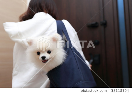 Pomeranian going out (dog dog canine organism animal pedigree puppy kid white white pedigree western dog) 58118504