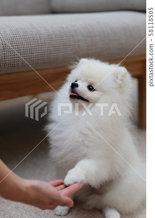 Pomeranian discipline (dog dog canine creature animal pedigree puppy kid white white pedigree western dog) 58118505