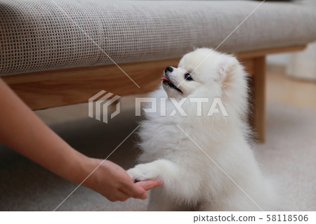 博美犬學科（狗犬動物生物家譜小狗孩子白色白色家譜西方狗） 58118506