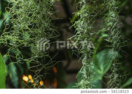Hanging exotic spiral plant on the background of tropical plants. Natural green background 58118523