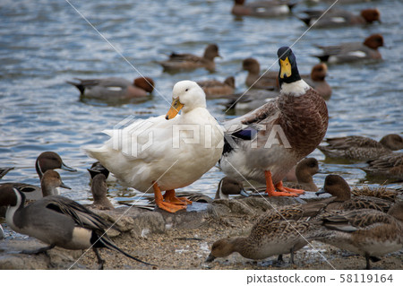 Miyama Park Two-shot of duck and duck Miyama Park Two-shot of duck and duck 58119164