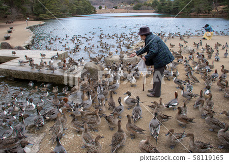 Miyama Park Akamatsuike Migratory Bird 58119165