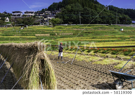 (Sa玉縣)秩父/寺坂露台稻田曬乾 (Sa玉縣)秩父/寺坂露台稻田曬乾 58119300
