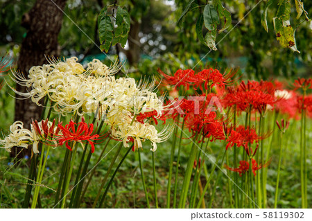 Cluster amaryllis 58119302