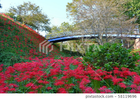 A cluster amaryllis of Shiroyama Park 58119696