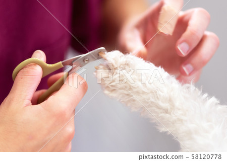 Unrecognizable veterinarian is trimming nails dog, close-up. 58120778