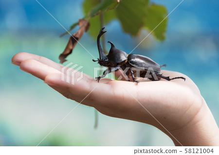 Beetle summer vacation summer insect insect 58121004