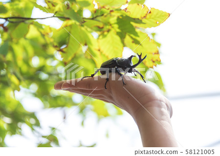 Beetle summer vacation summer insect insect Beetle summer vacation summer insect insect 58121005