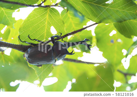 Beetle summer vacation summer insect insect Beetle summer vacation summer insect insect 58121016