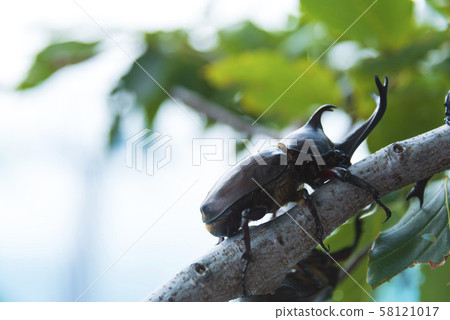 Beetle summer vacation summer insect insect Beetle summer vacation summer insect insect 58121017