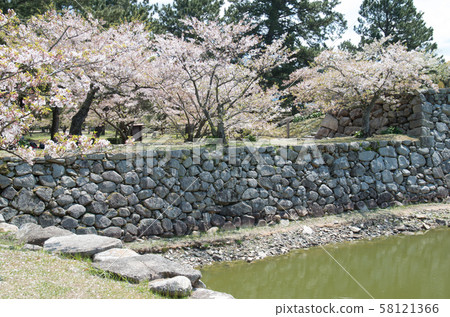 Stone wall and cherry blossom Stone wall and cherry blossom 58121366
