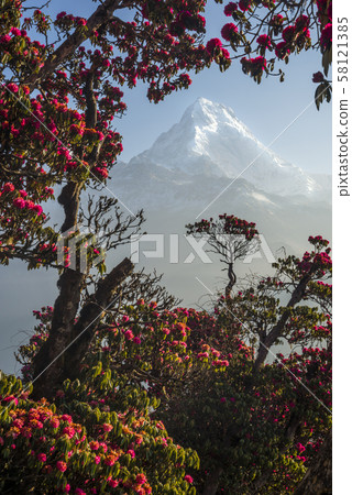 Snow-capped peak framed by red flowers 58121385