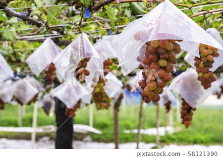 葡萄園的葡萄 58121390