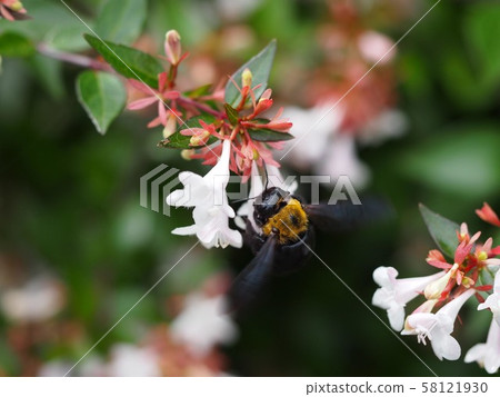 阿貝莉婭和蜜蜂拍打 阿貝莉婭和蜜蜂拍打 58121930