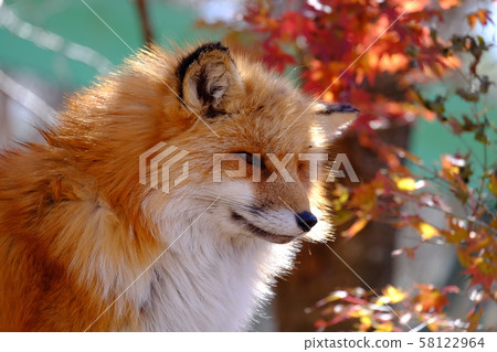 Kita fox 58122964