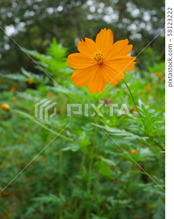 橙色波斯菊 橙色波斯菊 58123222