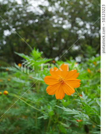 橙色波斯菊 橙色波斯菊 58123223