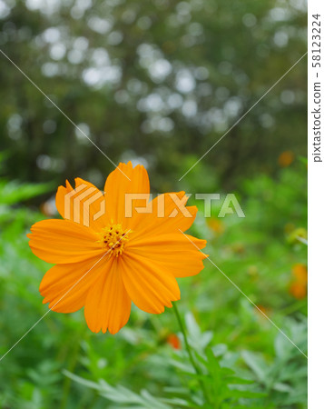 橙色波斯菊 橙色波斯菊 58123224