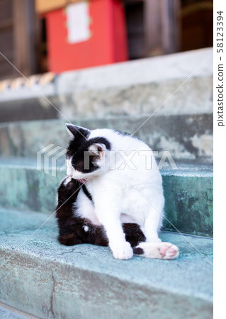 A cat relaxing in the precincts 58123394