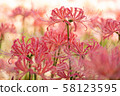 Pink cluster amaryllis in Yokohama 58123595