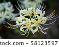 White cluster amaryllis in Yokohama 58123597