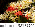 Cluster amaryllis of white and red in Yokohama 58123599