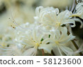 White cluster amaryllis in Yokohama 58123600