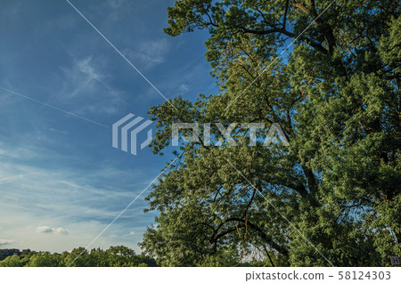 Leafy treetop with sunny blue sky at Laeken Park in Brussels Leafy treetop with sunny blue sky at Laeken Park in Brussels 58124303