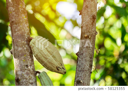 Cacao Tree (Theobroma cacao). Organic cocoa fruit Cacao Tree (Theobroma cacao). Organic cocoa fruit 58125355