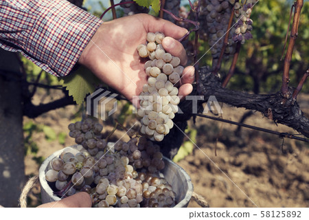 Man's hands put grapes in wooden bucket full with amber grapes 58125892