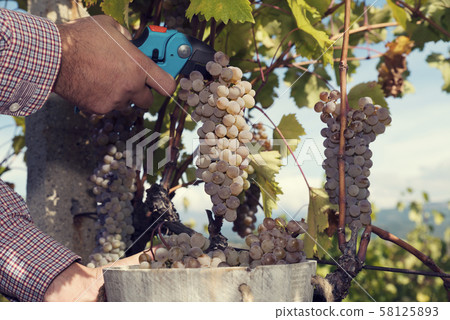 Man hands cutting cluster and putting it in wood bucket Man hands cutting cluster and putting it in wood bucket 58125893