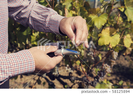 Man's hands holding refractometer in a vineyard 58125894