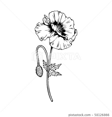 Poppy blossom with bud black ink illustration 58126866