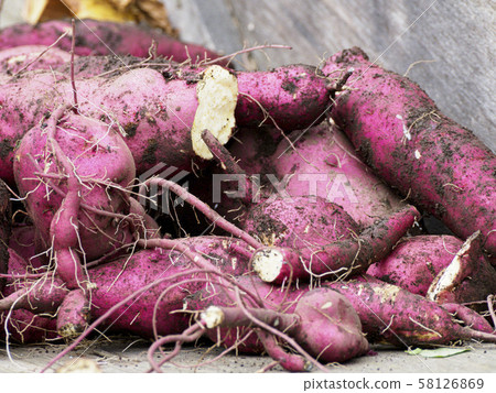 Sweet potatoes that have just been dug Sweet potatoes that have just been dug 58126869