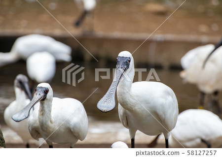 黑臉琵鷺 58127257