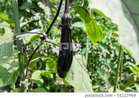 Eggplant (July) Home garden Eggplant (July) Home garden 58127469